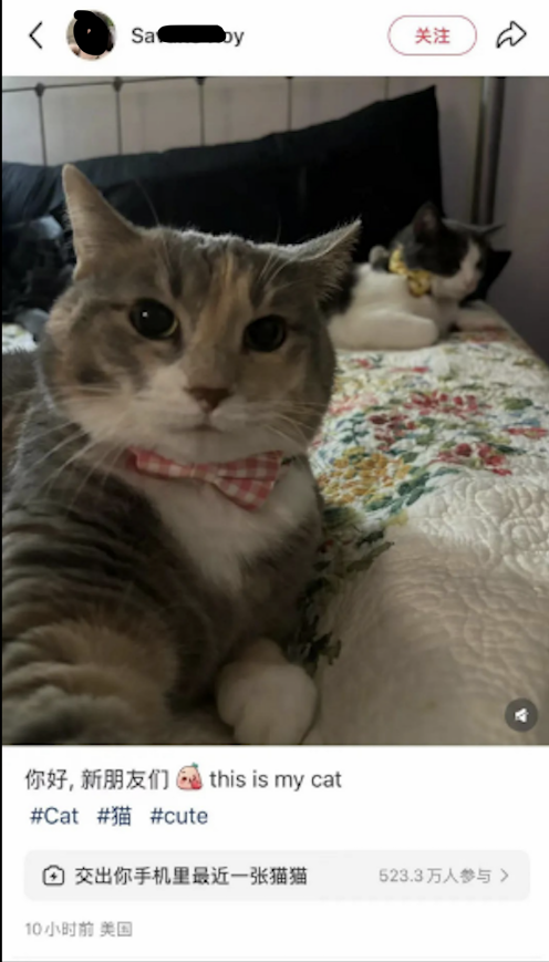 미국 네티즌이 '고양이 세금내기'로 인사하는 장면